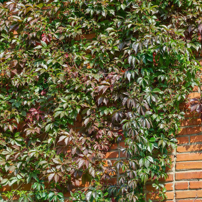 Chinese Virginia Creeper | Parthenocissus henryana Climbing Plants
