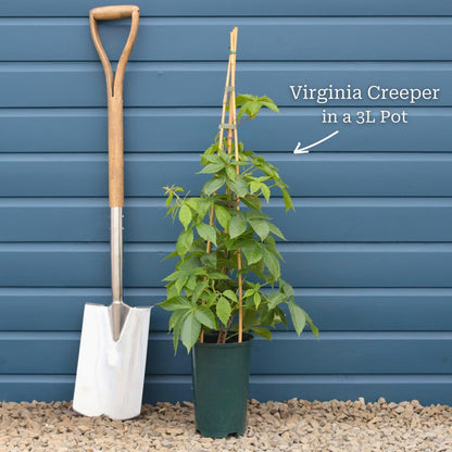 Virginia Creeper | Parthenocissus quinquefolia Climbing Plants