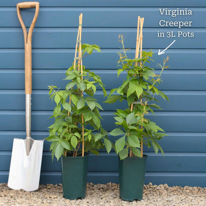Virginia Creeper | Parthenocissus quinquefolia Climbing Plants