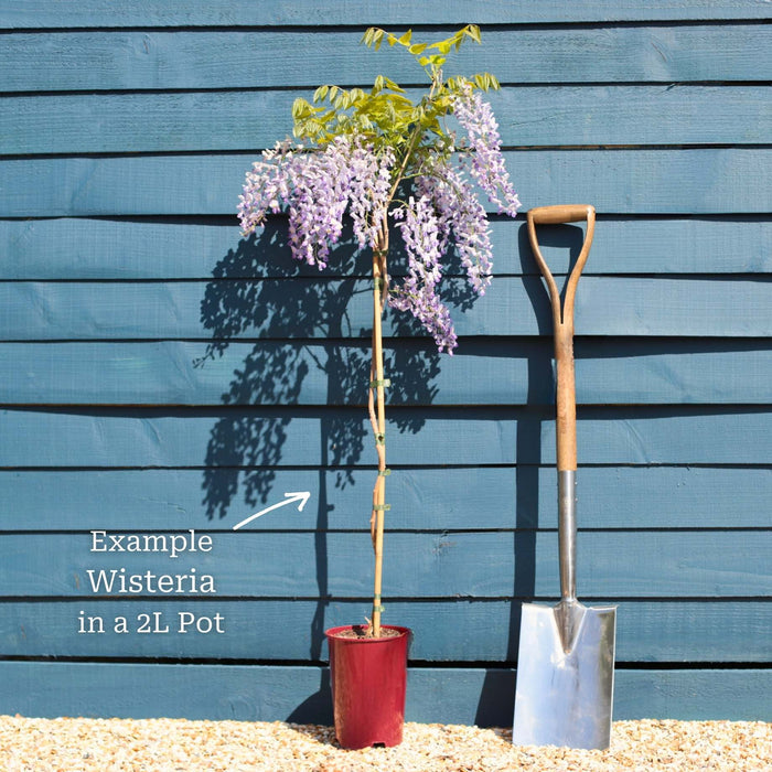 Chinese Wisteria | Wisteria sinensis 'Prolific' Climbing Plants
