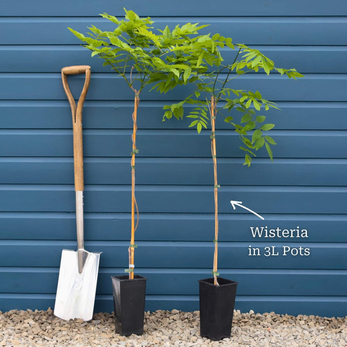 Chinese Wisteria | Wisteria sinensis 'Prolific' Climbing Plants