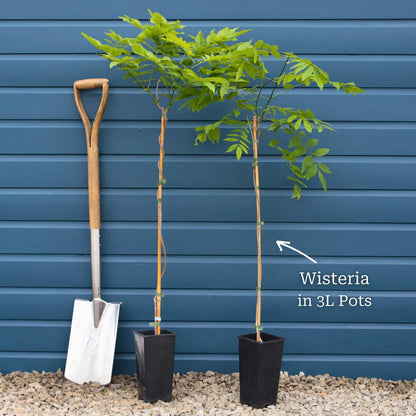 Chinese Wisteria | Wisteria sinensis 'Prolific' Climbing Plants