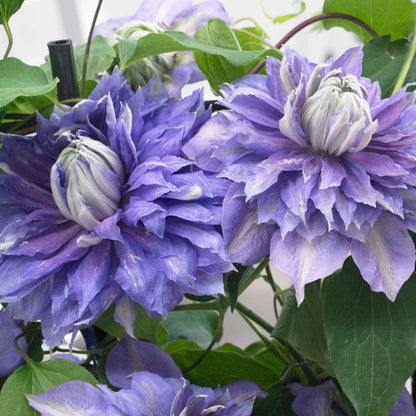 Clematis 'Diamantina' | On a 90cm Cane in a 3L Pot Climbing Plants