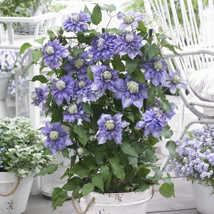 Clematis 'Diamantina' Climbing Plants