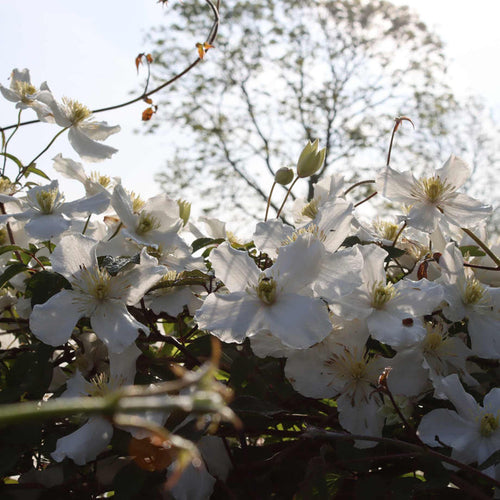 Clematis montana 'Alba' Climbing Plants