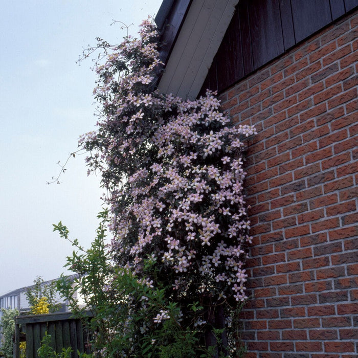 Clematis montana 'Elizabeth' Climbing Plants