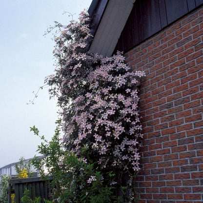 Clematis montana 'Elizabeth' Climbing Plants