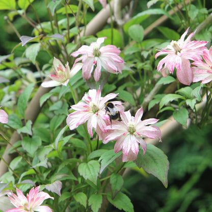 Clematis montana 'Marjorie' Climbing Plants