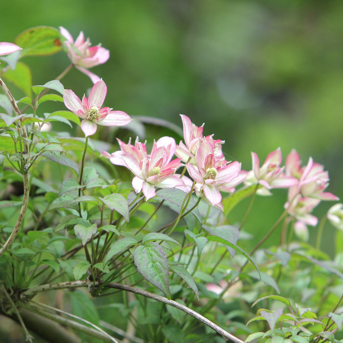 Clematis montana 'Marjorie' Climbing Plants