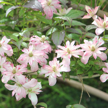 Clematis montana 'Marjorie' Climbing Plants