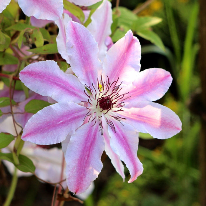 Clematis 'Nelly Moser' Climbing Plants