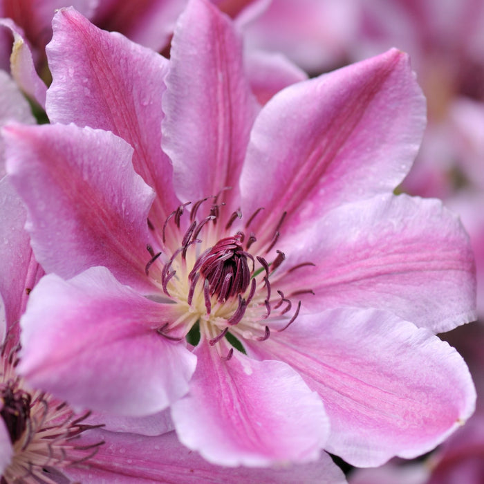 Clematis 'Nelly Moser' Climbing Plants