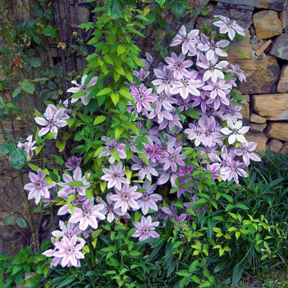 Clematis 'Nelly Moser' Climbing Plants