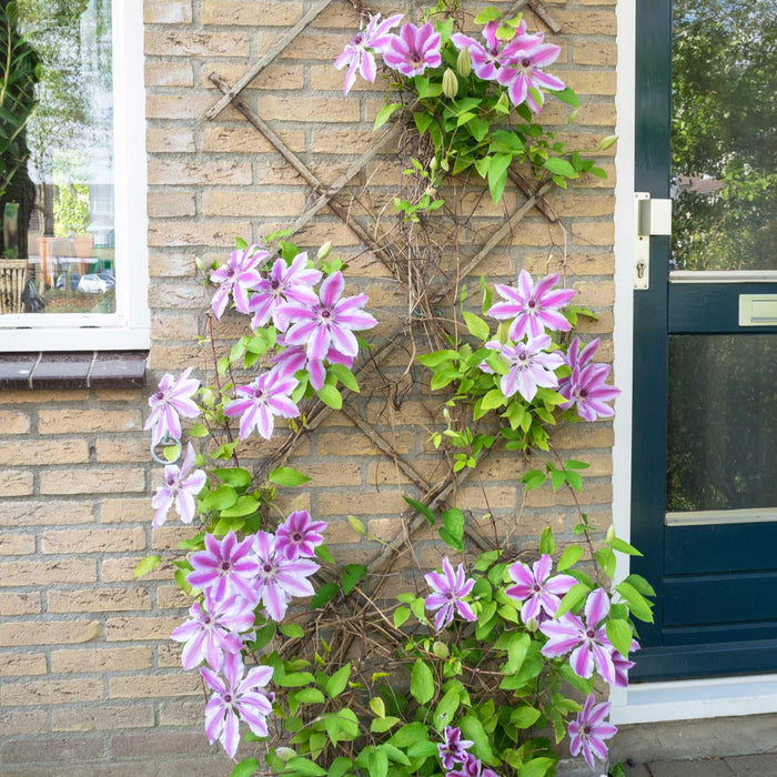 Clematis 'Nelly Moser' Climbing Plants