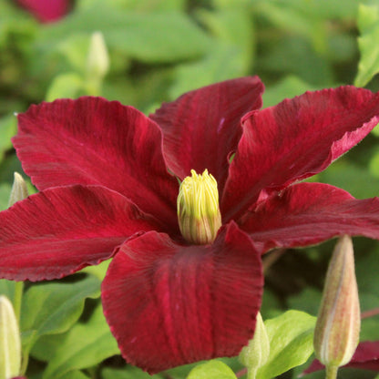Clematis 'Niobe' | On a 90cm Cane in a 3L Pot Climbing Plants