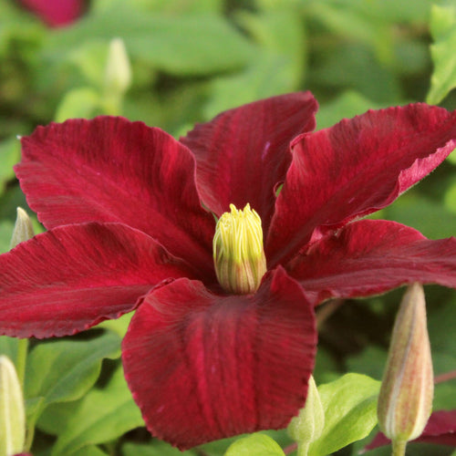 Clematis 'Niobe' | On a 90cm Cane in a 3L Pot Climbing Plants