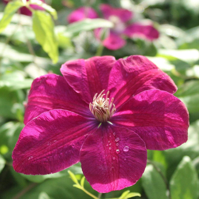 90cm Clematis 'Rouge Cardinal' | 3L Pot Climbing Plants