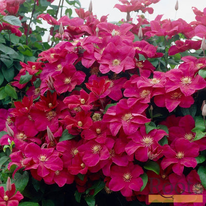 90cm Clematis 'Rouge Cardinal' | 3L Pot Climbing Plants