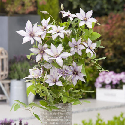 Clematis 'Samaritan Jo' Climbing Plants
