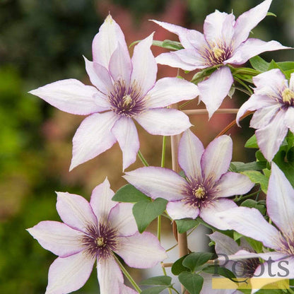 Clematis 'Samaritan Jo' | On a 90cm Cane in a 3L Pot Climbing Plants