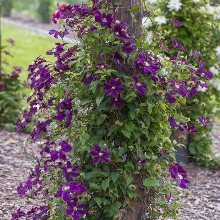 Clematis 'Warsaw Nike' Climbing Plants