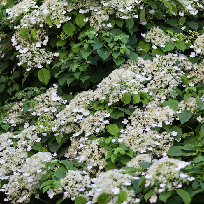 Climbing Hydrangea | Hydrangea petiolaris Climbing Plants