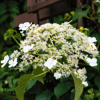 Climbing Hydrangea | Hydrangea petiolaris Climbing Plants