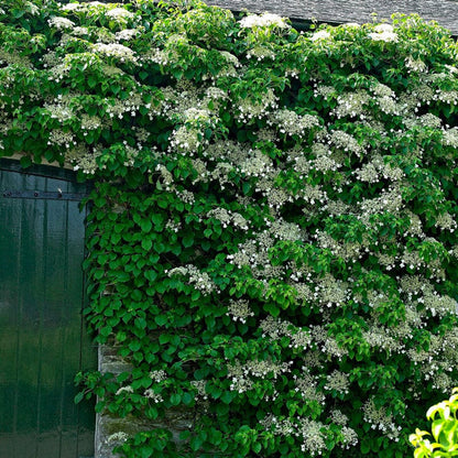Climbing Hydrangea | Hydrangea petiolaris Climbing Plants