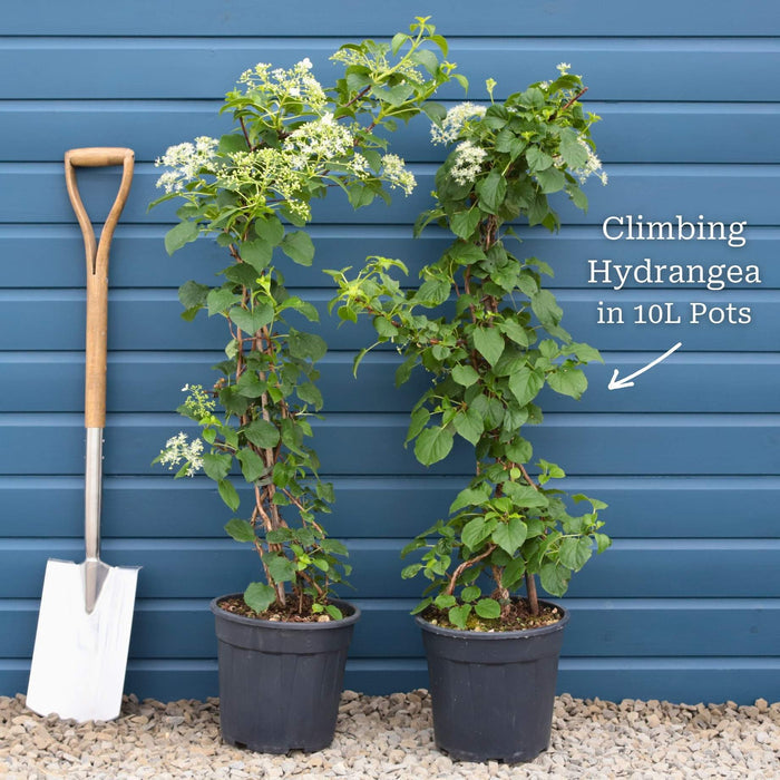Climbing Hydrangea | Hydrangea petiolaris Climbing Plants