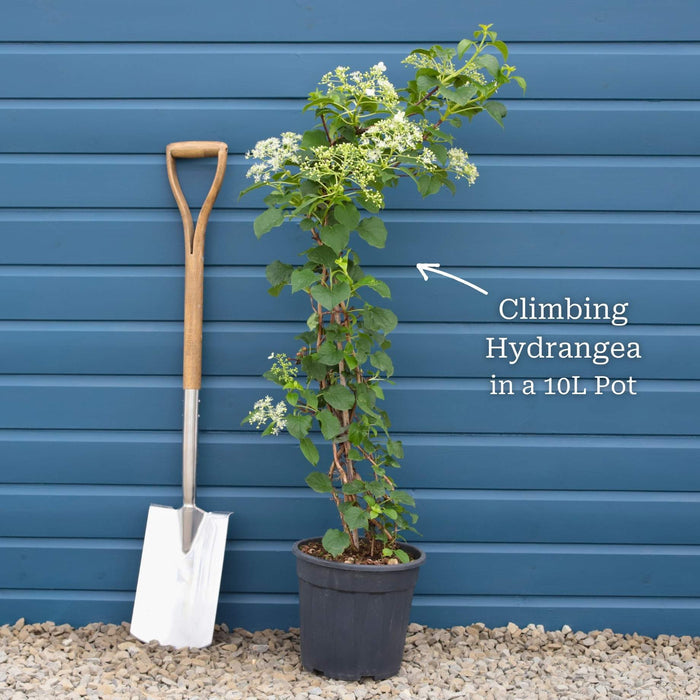 Climbing Hydrangea | Hydrangea petiolaris Climbing Plants