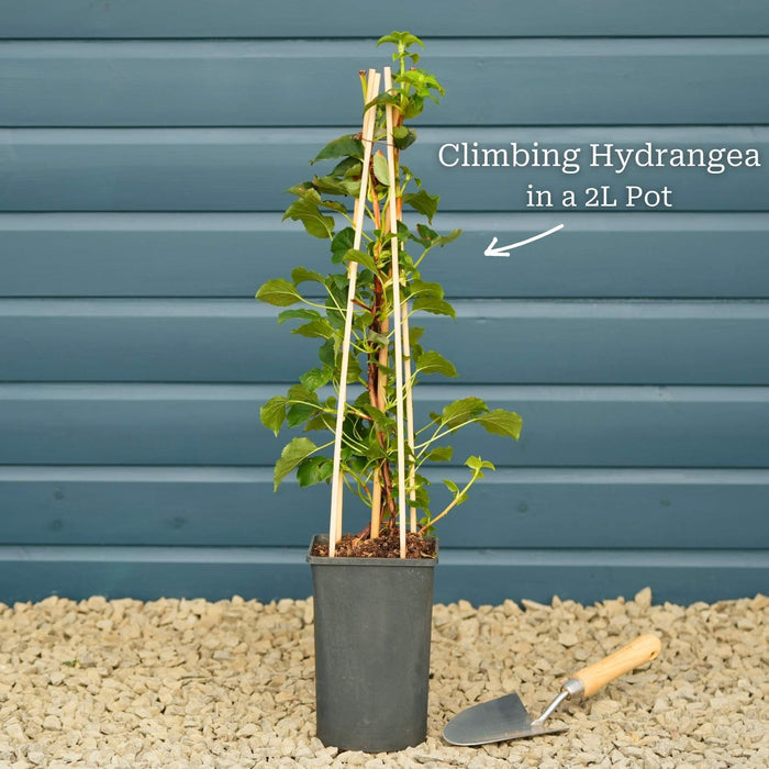 Climbing Hydrangea | Hydrangea petiolaris Climbing Plants