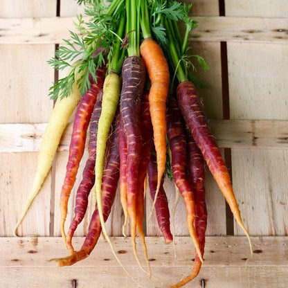 10 Organic Colourful Carrot Plants Vegetables