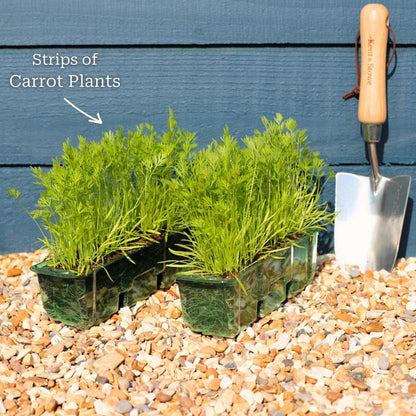 Colourful Carrot Plants Vegetables