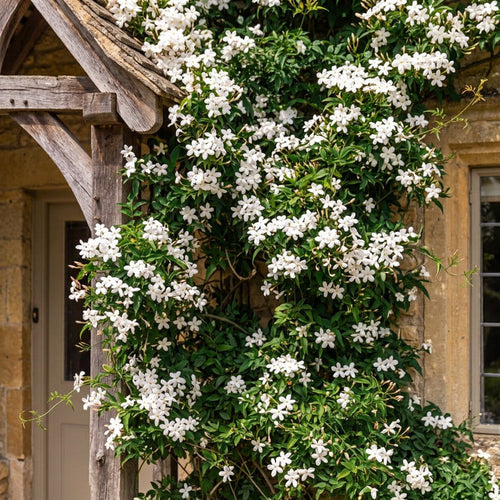 Common Jasmine | Jasminum officinale Climbing Plants