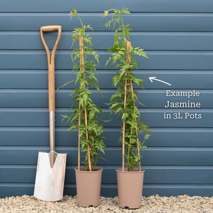 Yellow Star Jasmine | Trachelospermum jasminoides 'Star of Tuscany' Climbing Plants