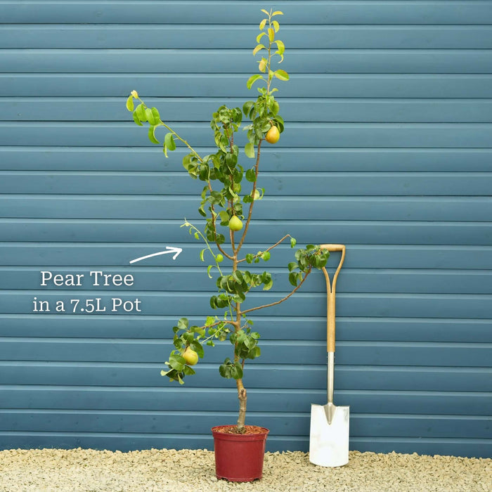 'Doyenné Du Comice' Pear Tree Fruit Trees