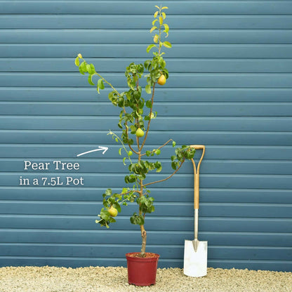 'Doyenné Du Comice' Pear Tree Fruit Trees