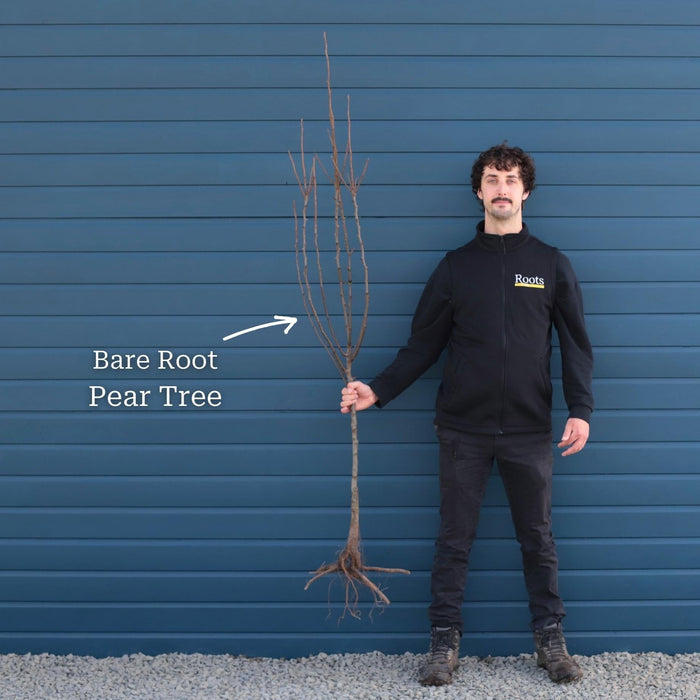 2 Year Old Bare Root Tree