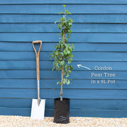 2 Year Old Cordon Tree in a 9L Pot