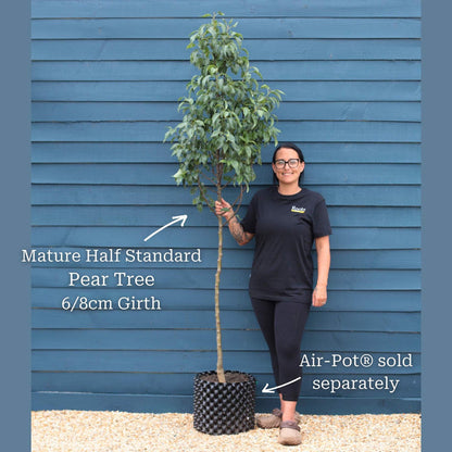 Half-Standard Air-Pot® Grown Tree - 6/8cm Girth Trunk