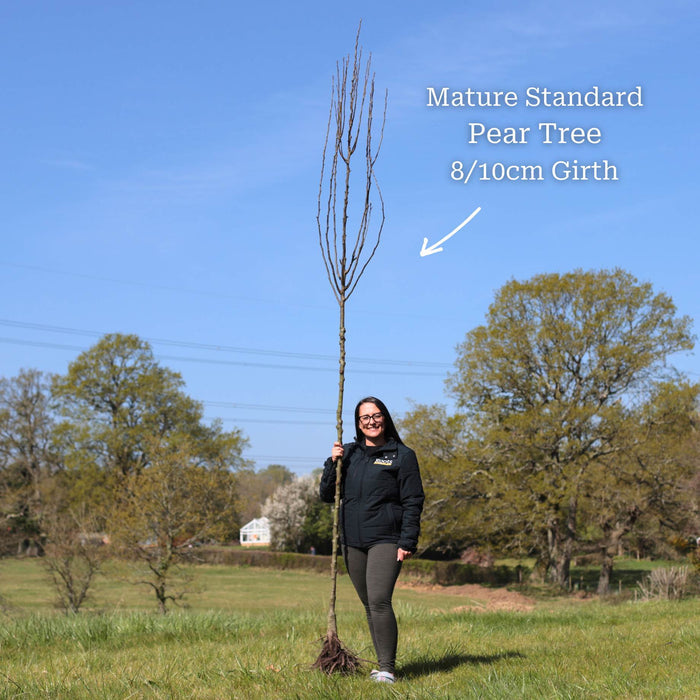 Standard Air-Pot® Grown Tree - 8/10cm Girth Trunk