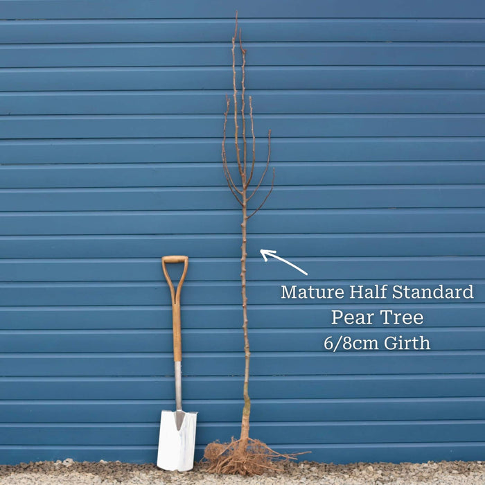 Half-Standard Bare Root Tree - 6/8cm Girth Trunk