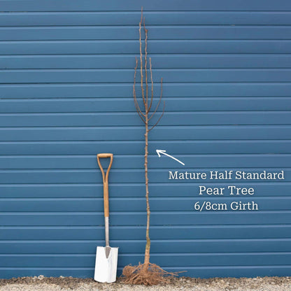 Half-Standard Bare Root Tree - 6/8cm Girth Trunk