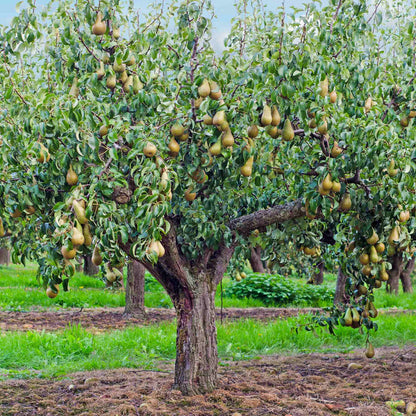 'Conference' Pear Tree Fruit Trees