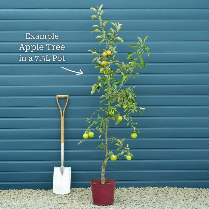 'Elstar' Apple Tree Fruit Trees