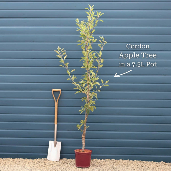 Cordon Tree in a 7.5L Pot