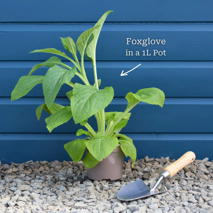 White Foxglove | Digitalis 'Dalmatian White' Perennial Bedding