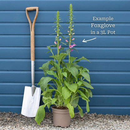 White Foxglove | Digitalis 'Dalmatian White' Perennial Bedding