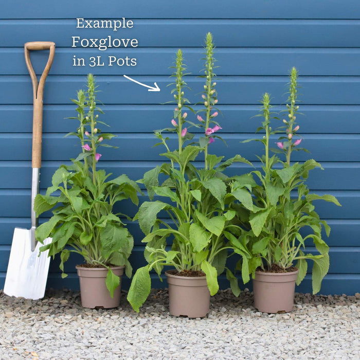 White Foxglove | Digitalis 'Dalmatian White' Perennial Bedding
