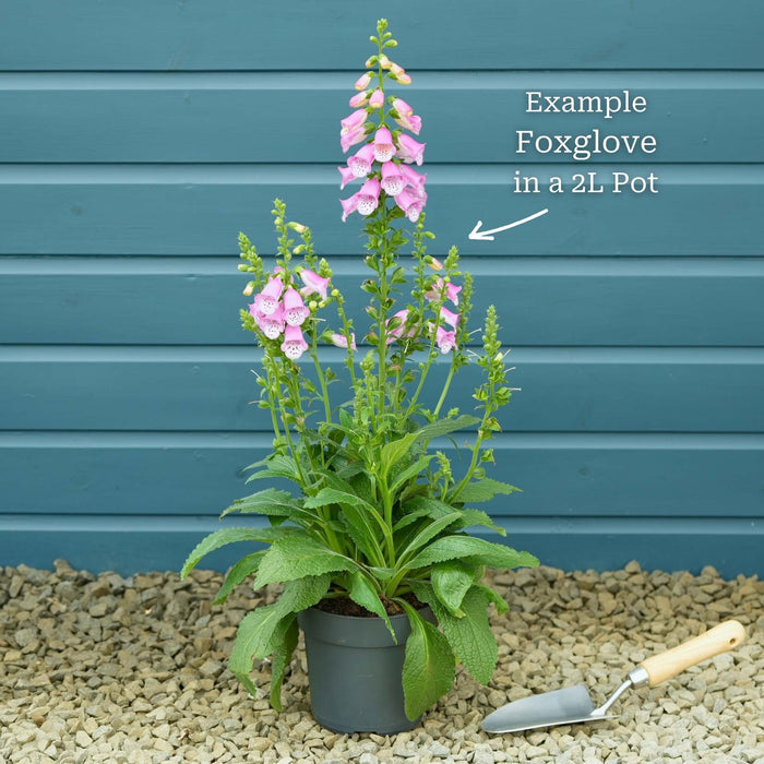 White Foxglove | Digitalis 'Dalmatian White' Perennial Bedding